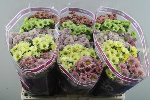 Chrysanthemum Indicum Grp tros santini gemengd