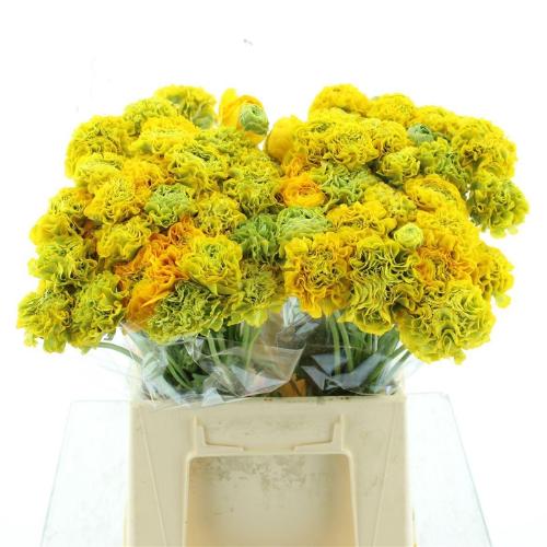 Ranunculus asiaticus 'Pon-Pon Stella'