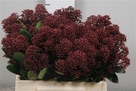 Skimmia per bos japonica 'Rubella'