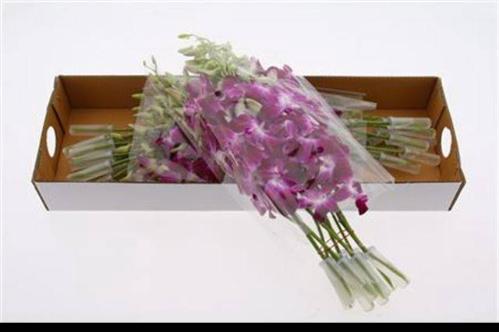 Dendrobium overig