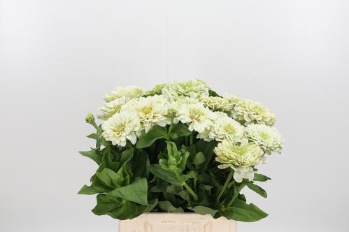 Zinnia elegans