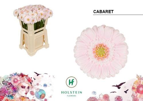 Gerbera mini Cabaret