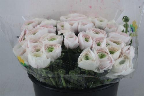 Ranunculus asiaticus Succes Hanoi