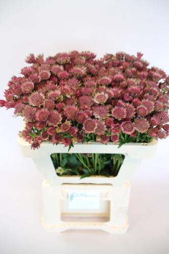 Astrantia major 'Roma'