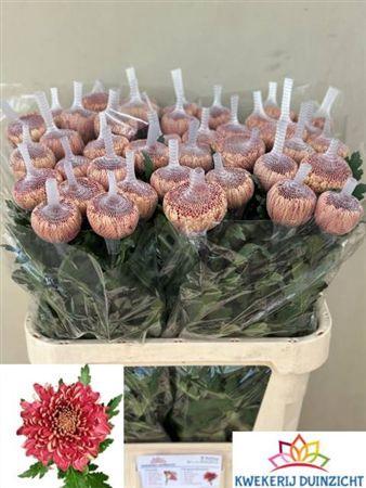Chrysanthemum (Indicum Grp) geplozen Hornbill Salmon