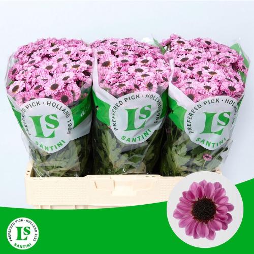 Chrysanthemum (Indicum Grp) tros santini Patrese Pink