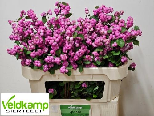 Symphoricarpos Magical Treasure