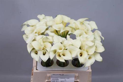 Zantedeschia 'Snowstar'