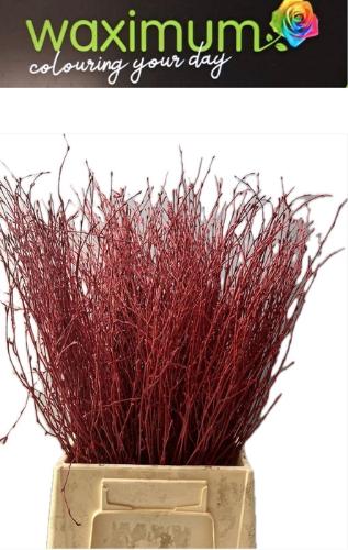 Betula kleurbehandeld H%