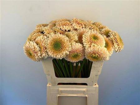 Gerbera mini bolvormig Bolero SaturnSaturn