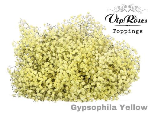 Gypsophila overig kleurbehandeld H%