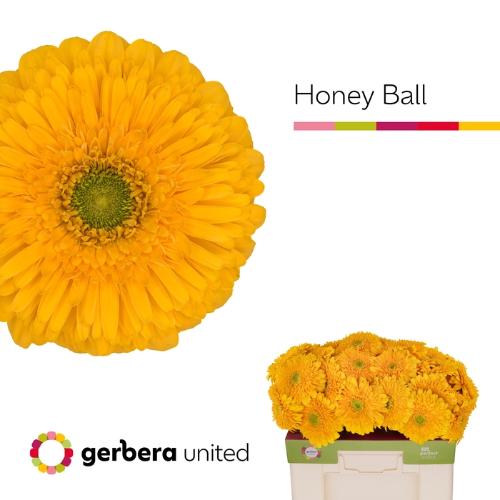 Gerbera grootbloemig bolvormig Honey Ball