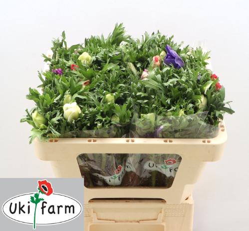 Anemone coronaria 'Galil Pastel'