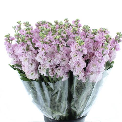 Matthiola incana 'Iron Cherry Blossom'