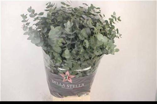 Eucalyptus per bos cinerea