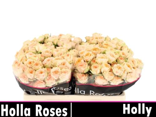 Rosa tros Holly