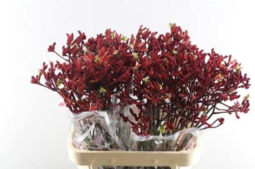 Eryngium planum Magnetar Questar