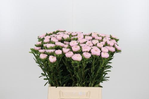 Callistephus chinensis Jules Pink