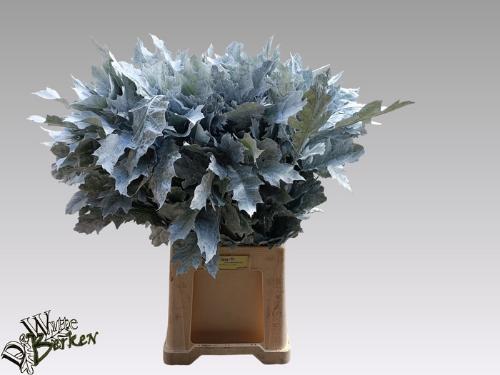 Quercus rubra kleurbehandeld H%
