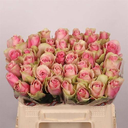 Rosa grootbloemig Belle Rose
