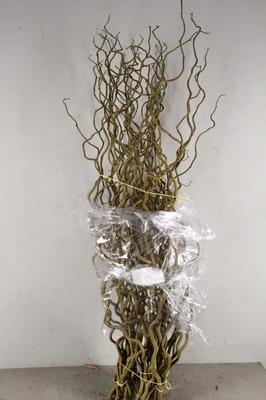 Corylus avellana 'Contorta'