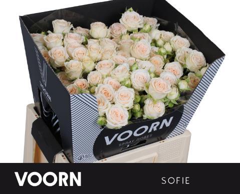 Rosa tros Sweet Sofie