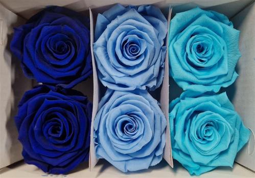 Rosa grootbloemig kleurbehandeld H%