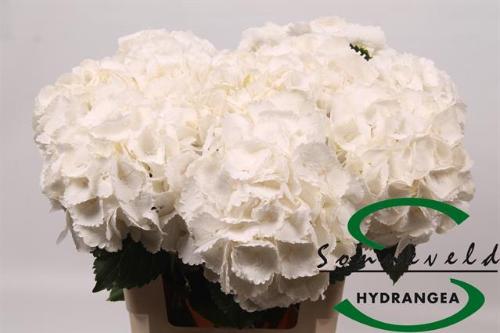 Hydrangea macrophylla Royal Princess