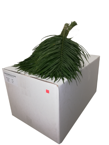 Phoenix roebelenii per bos