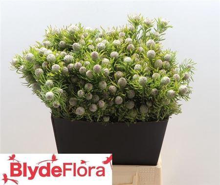 Leucadendron linifolium 'Jade Pearl' (vertakt)