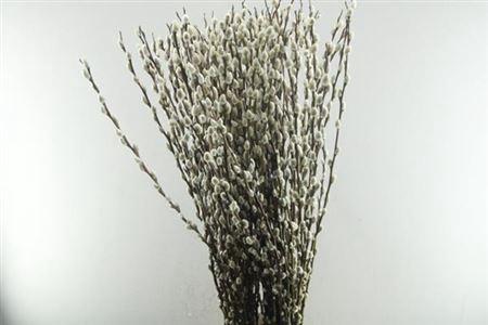 Salix caprea 'Snow Flake'