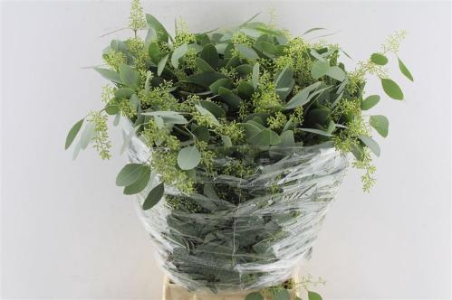 Eucalyptus per bos polyanthemos (fruit)