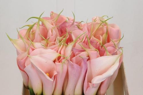 Zantedeschia aethiopica Eydolls Salmon