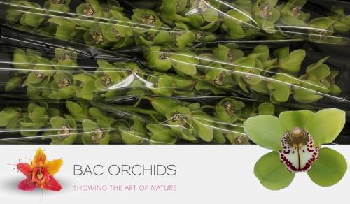 Cymbidium grootbloemig per tak 'Mrs.Robin Hood'