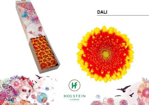 Gerbera Pomponi Dali
