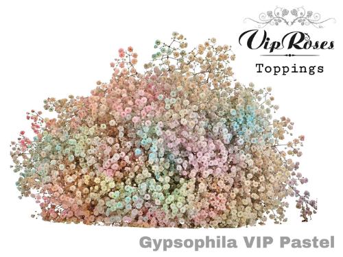 Gypsophila overig kleurbehandeld H%