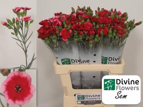 Dianthus tros Solomio Sem