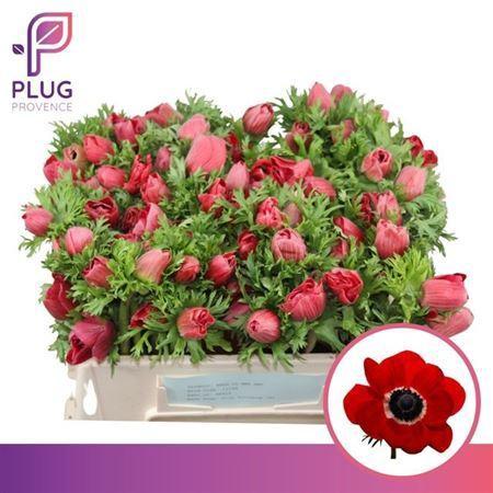 Anemone coronaria 'Marianne Red'