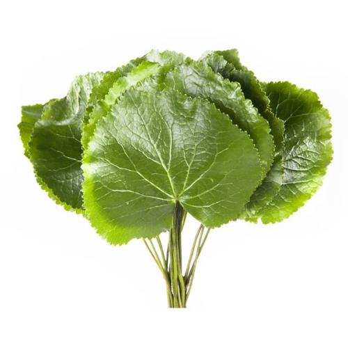 Galax urceolata per bos