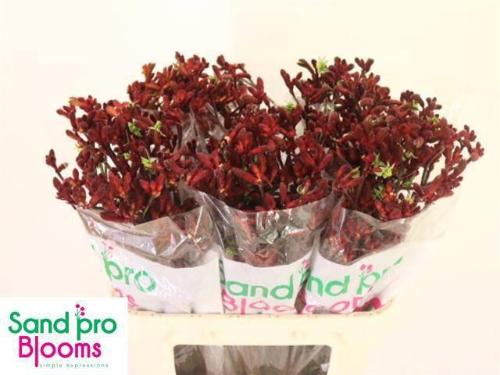 Anigozanthos 'Early Spring'