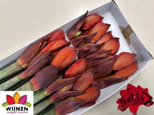 Hippeastrum Double Galaxy Grp 'Double King'