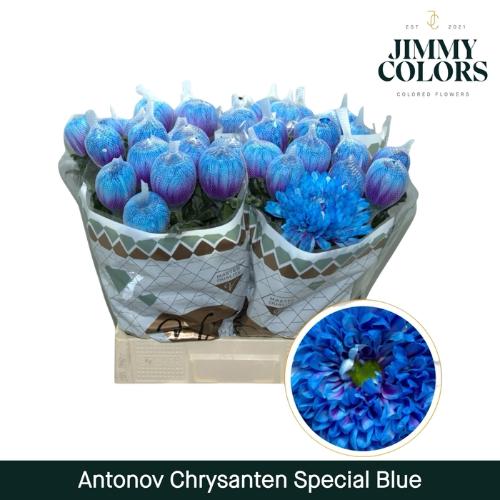 Chrysanthemum (Indicum Grp) geplozen Antonov kleurbehandeld H%