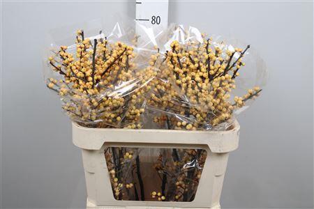 Ilex verticillata 'Citronella'
