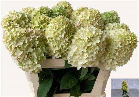 Hydrangea paniculata Magical Candle