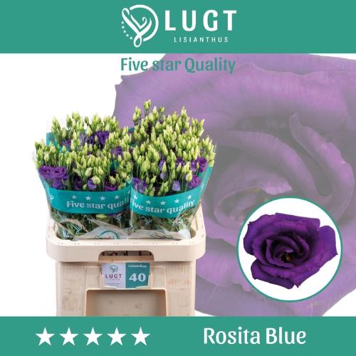 Eustoma russellianum gevuldbloemig 'Rosita Blue'