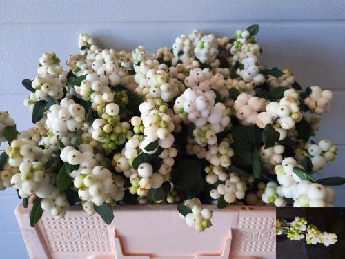 Symphoricarpos Magical Avalanche