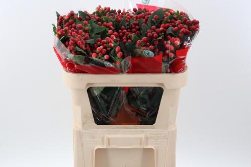 Hypericum androsaemum True Romance
