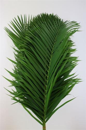 Palmblad