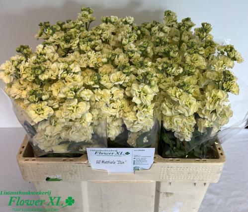 Matthiola incana 'Impala Yellow'