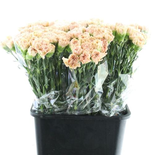 Dianthus standaard 'Lege Marrone'